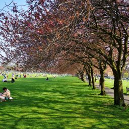 The Meadows, Edinburgh